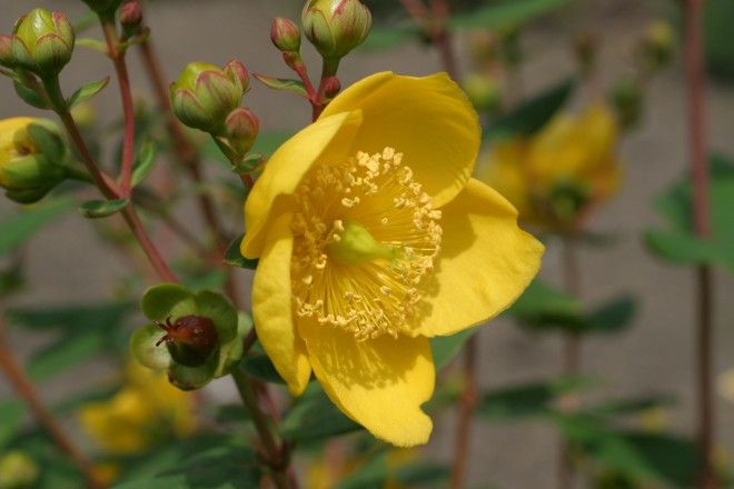 Das Foto zeigt die Bl&uuml;te des Johanniskraut