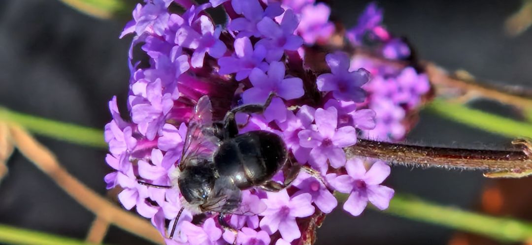 Wildbiene sitzt auf einer lilafarbenen runden Blume