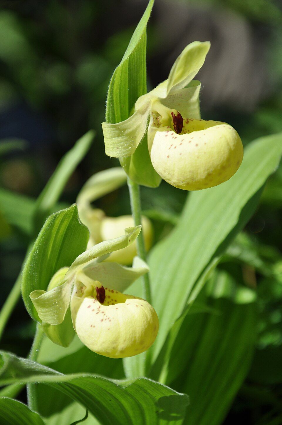 Bild der Orchidee "gelber Frauenschuh" mit ausladend bauchigen gelben Bl&uuml;ten.