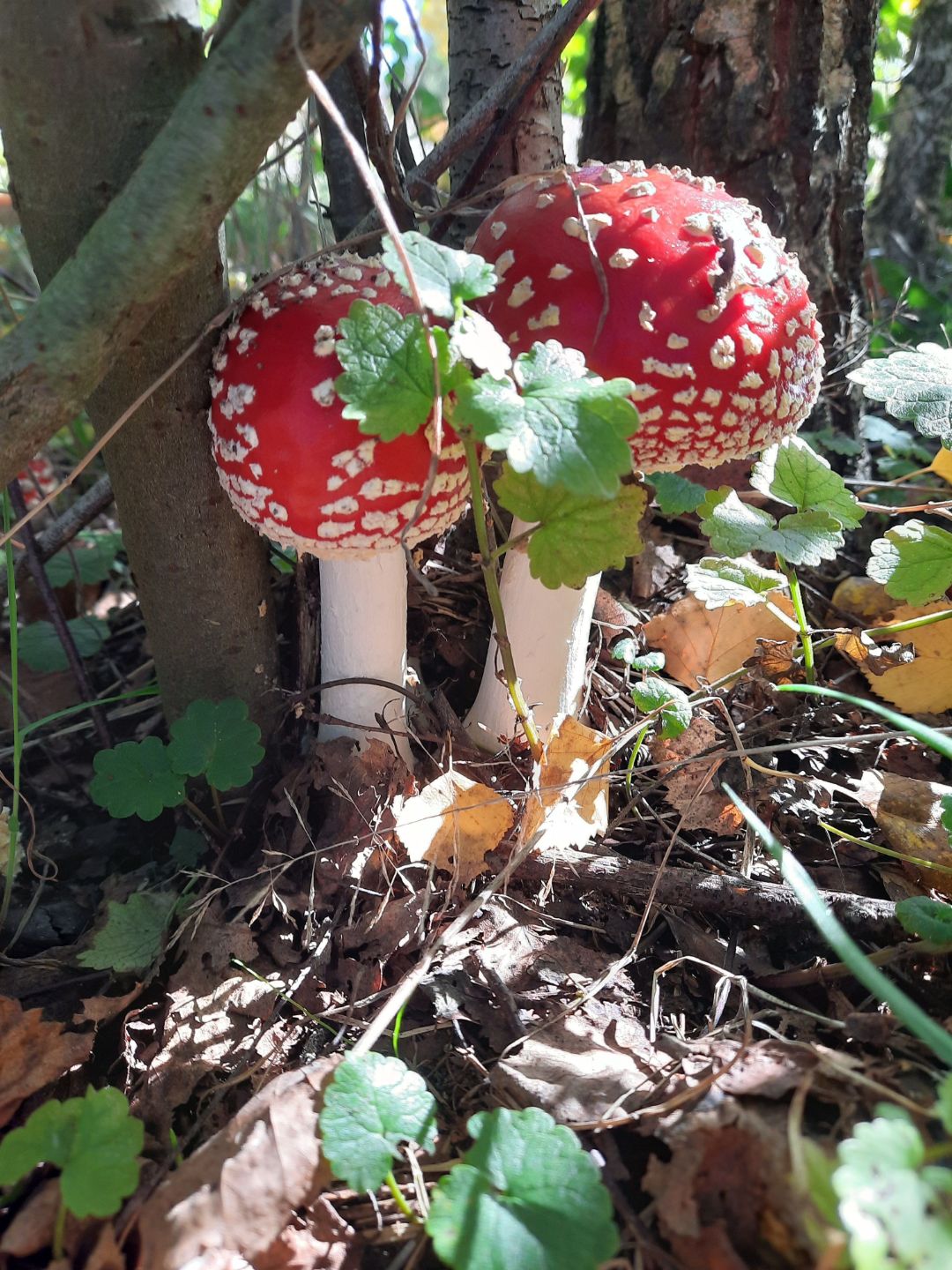 Zwei Fliegenpilze auf dem dem Waldboden. Ein Blatt verdeckt einen Pilzhut.
