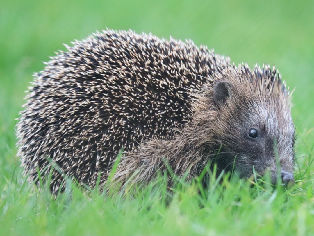 Ein Igel schnuppert auf einem gem&auml;hten Rasen herum.
