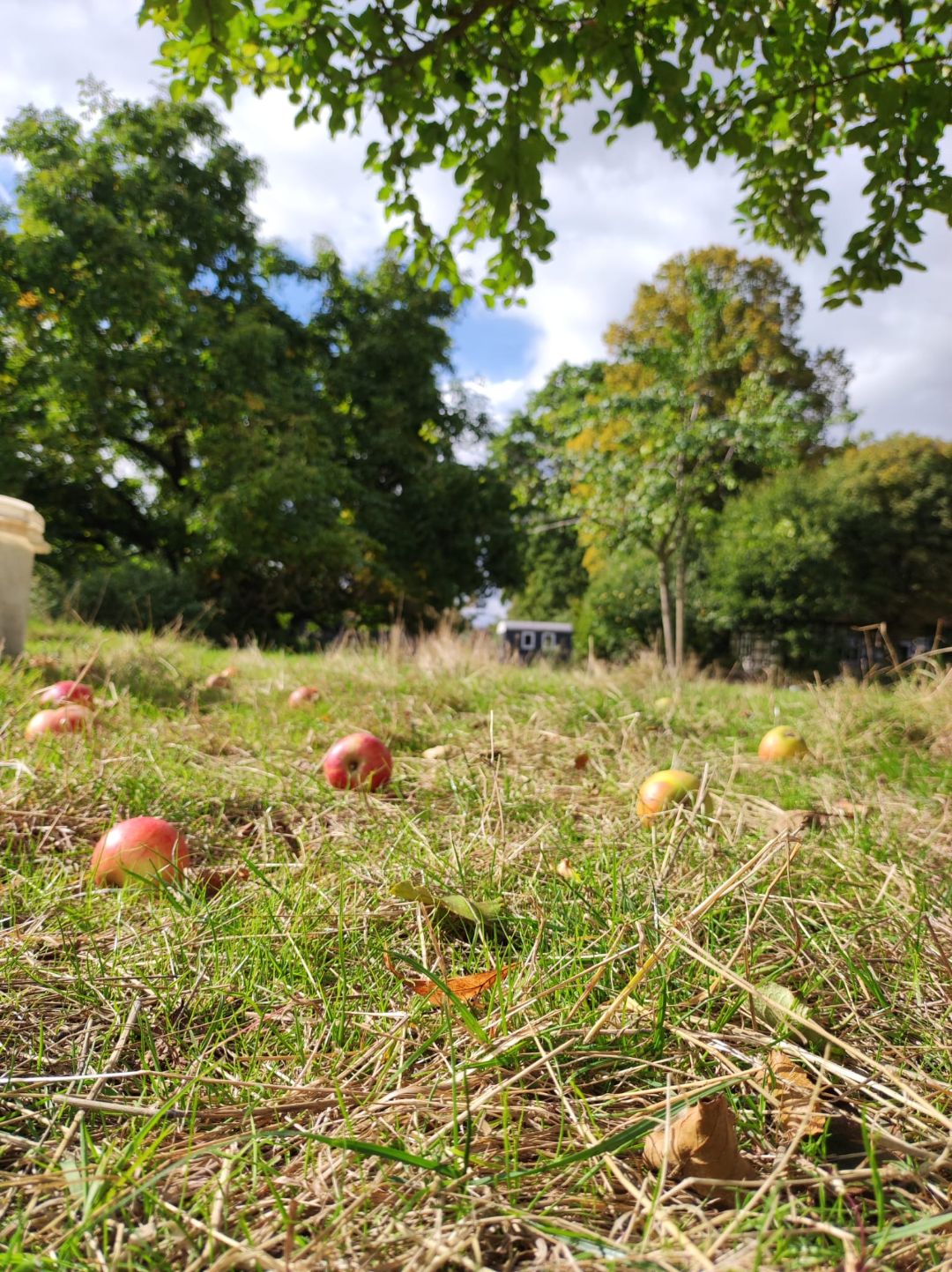 &Auml;pfel liegen auf der Streuobstwiese, im Hintergrund sieht man die Obstb&auml;ume