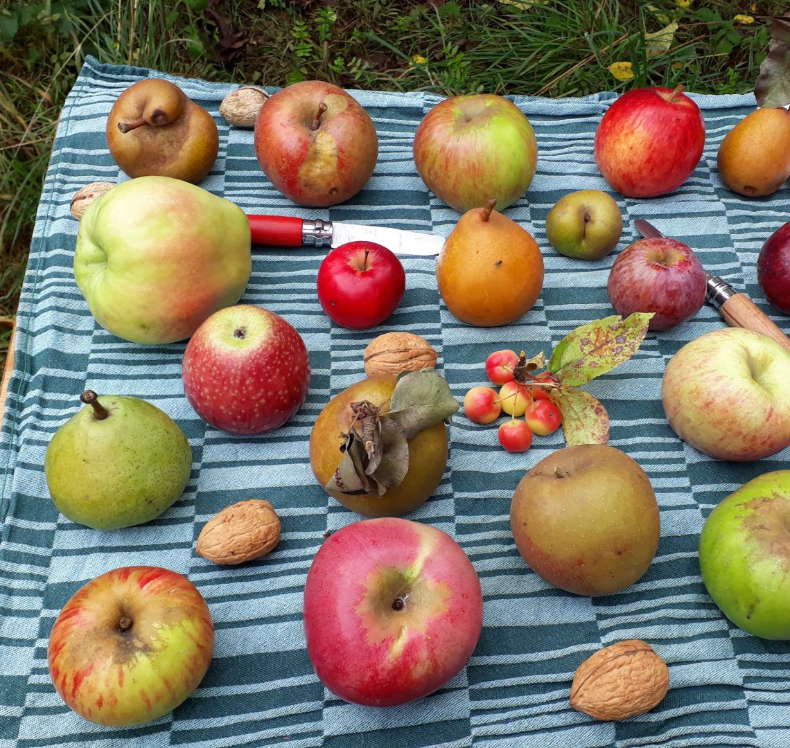 unterschiedliche Fr&uuml;chte auf einem Tuch ausgebreitet