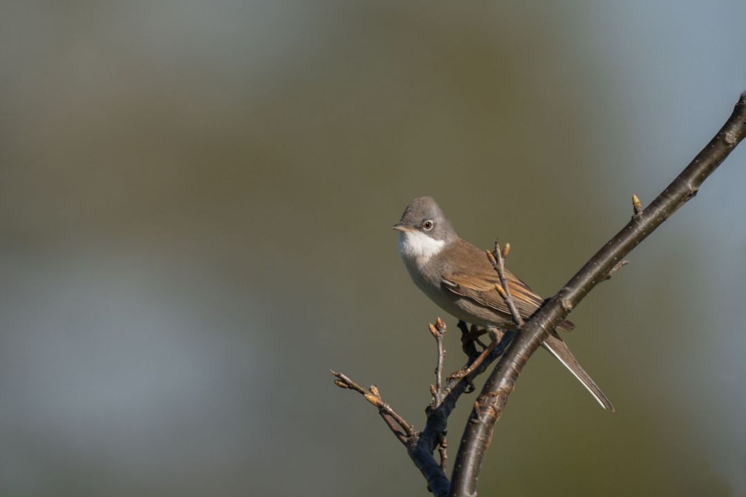 Ein Vogel mit dunkel gef&auml;rbtem Kopf sitzt auf einem Zweig.