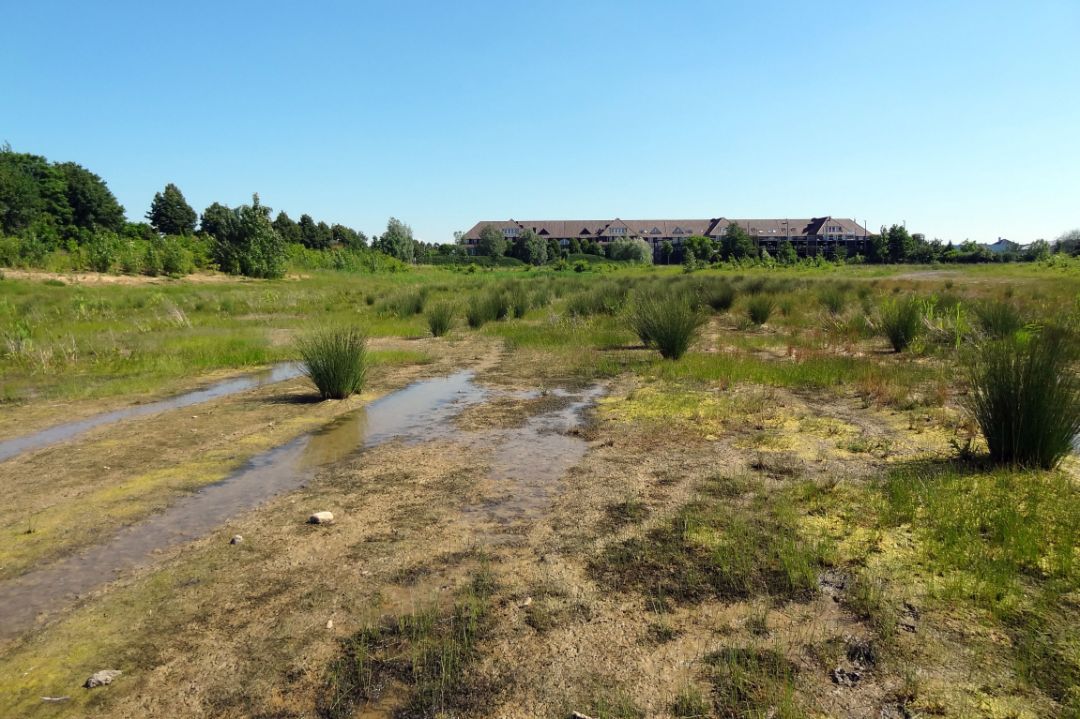 Im Vordergrund ist ein wenig wasserf&uuml;hrendes naturnahes Regenr&uuml;ckhaltebecken zu sehen. Es liegt inmitten einer Wiese. Es sind viele Pflanzen und etwas Wasser in linienf&ouml;rmigen parallelen Rinnen zu sehen.
Im Hintergrund ist ein breites, mehrgeschossiges Geb&auml;ude erkennbar.