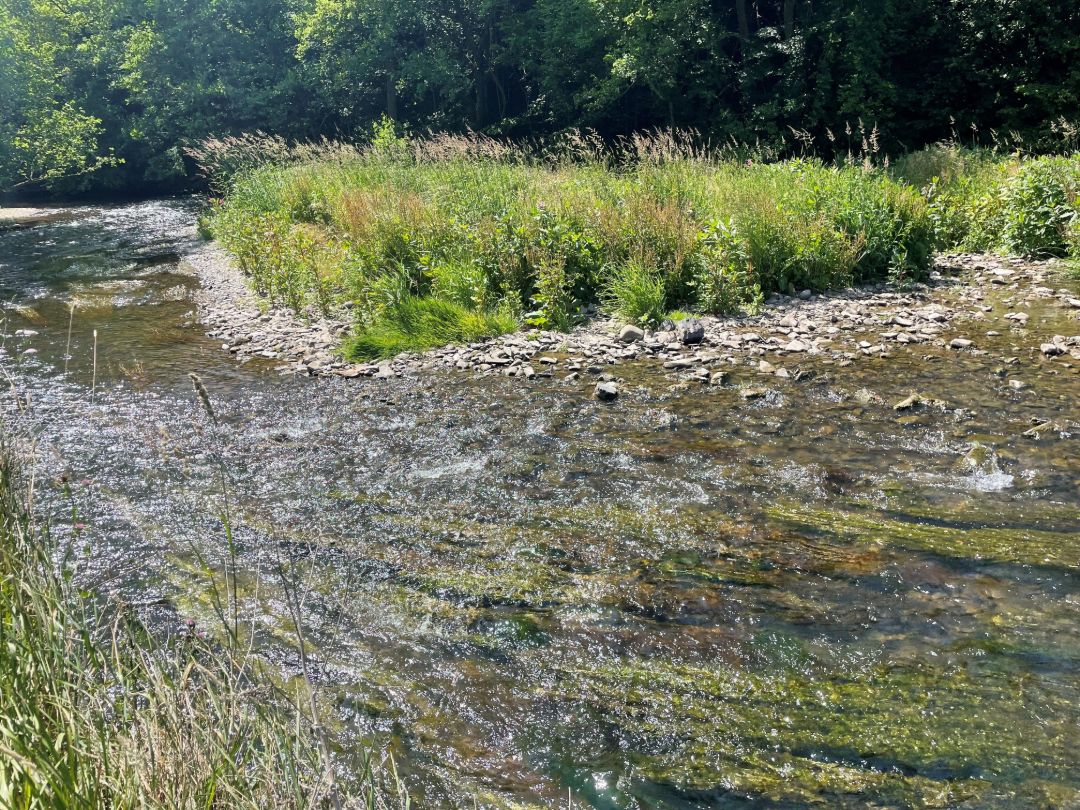Zu sehen ist ein Flie&szlig;gew&auml;sser. Die Sonne spiegelt sich im Wasser. Im Vordergrund sind Pflanzen mit langen Bl&auml;ttern im Wasser zu sehen. Im Hintergrund befindet sich eine kleine mit Stauden bewachsene Insel. Die Pflanzen sind von Schotter eingerahmt.