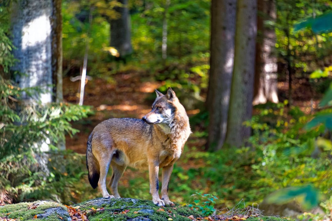 Ein Wolf steht in einem Wald und blickt sich um.