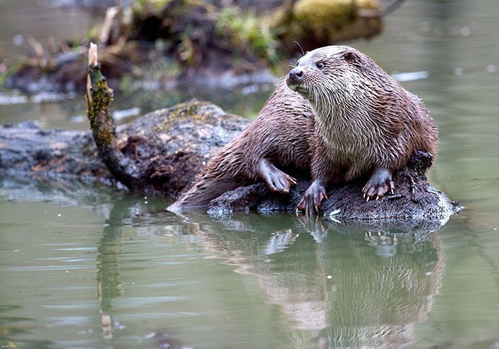 Fischotter auf einem Stamm im Wasser