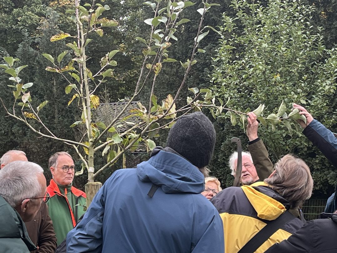Eine Gruppe von Menschen steht um einen jungen Obstbaum herum und schaut auf einen Menschen, der einen Ast k&uuml;rzt. 