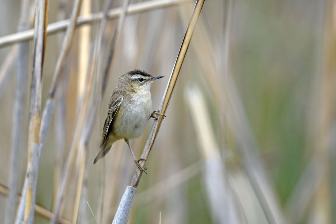 Ein kleiner, brauner sitzt auf einem Halm im Schilf.