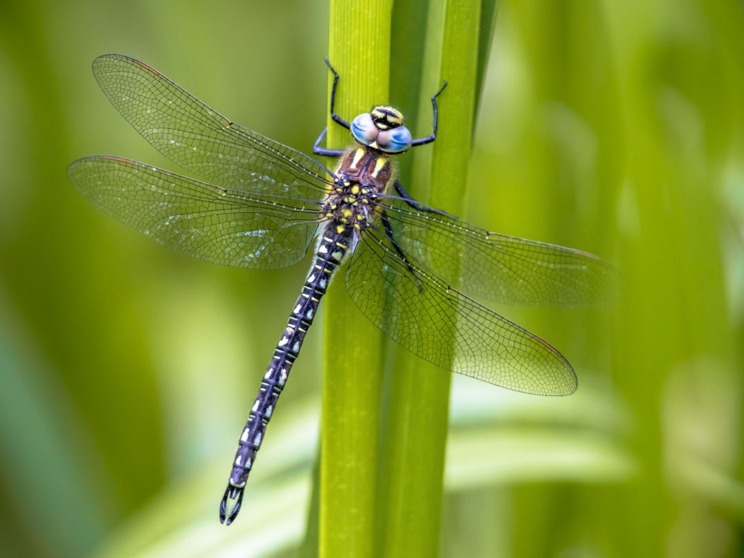 Eine blau schillernde Libelle sitzt auf einem Blatt.