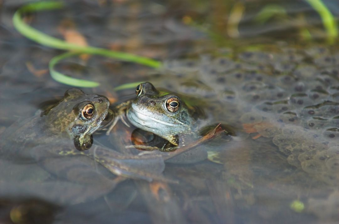 Zwei gr&uuml;n-braune Fr&ouml;sche strecken ihre K&ouml;pfe aus dem Wasser.