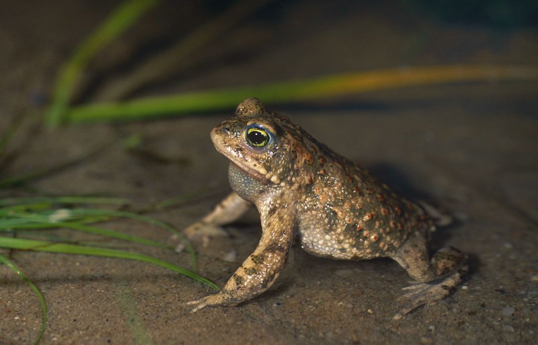 Eine braun-gr&uuml;n getupfte Kr&ouml;te sitzt im flachen Wasser.