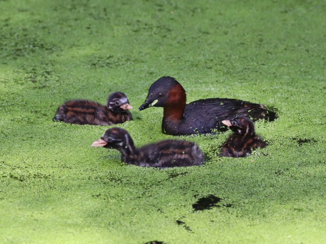 Ein kleiner, rot-brauch gef&auml;rbter Wasservogel schwimmt mit drei Jungtieren in einem See. Das Federkleid der Jungtiere ist leicht streifig.