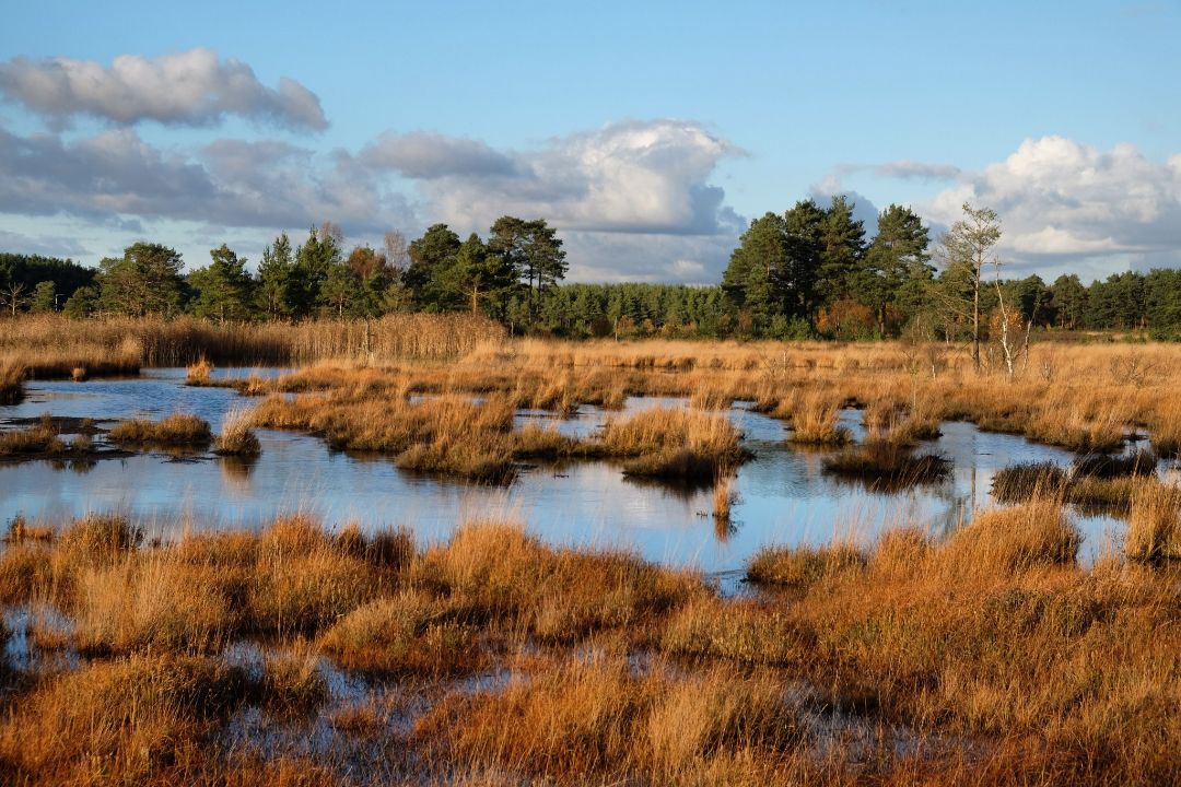 Im Vordergrund befindet sich eine Moorfl&auml;che mit hohem Wasserstand und Grasbewuchs. Im Hintergrund grenzt ein geschlossenes Waldgebiet an die Fl&auml;che.