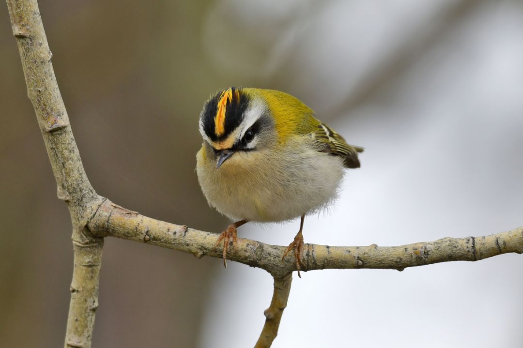 Ein kleiner Vogel mit gestreiftem Kopf sitzt auf einem Zweig.