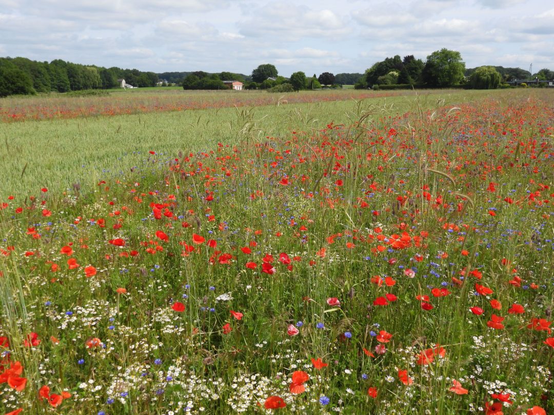Auf einem Feld wechseln sich breite Bl&uuml;hstreifen und Ackerstreifen mit Getreide ab. In den Bl&uuml;hstreifen bl&uuml;hen unter anderem Klatschmohn, Kornblumen und Margeriten. Im Hintergrund grenzen eine Hofstelle und ein Waldgebiet an die Ackerfl&auml;che.