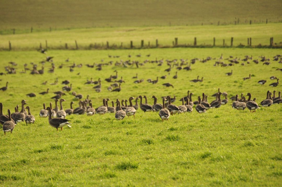 Viele Winterg&auml;nse auf einer Wiese am Niederrhein.