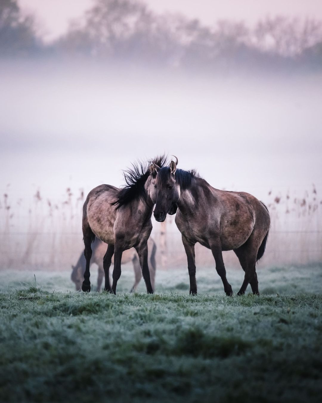 Mehrere D&uuml;lmener Wildpferde stehen auf einer Weide.