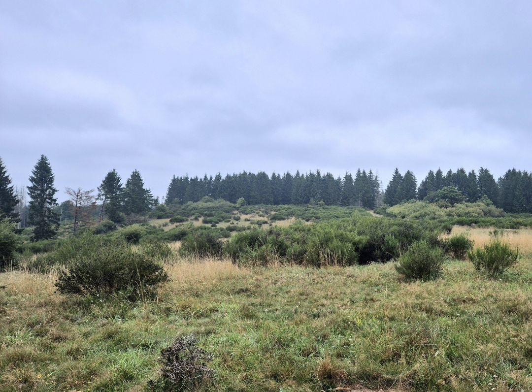Eine Offenlandfl&auml;che im Nationalpark Eifel wird von Kr&auml;utern, Gr&auml;sern und kleineren Str&auml;uchern bedeckt. An die Fl&auml;che grenzen einzelne Nadelb&auml;ume sowie im Hintergrund ein dichter Nadelbaumbestand.