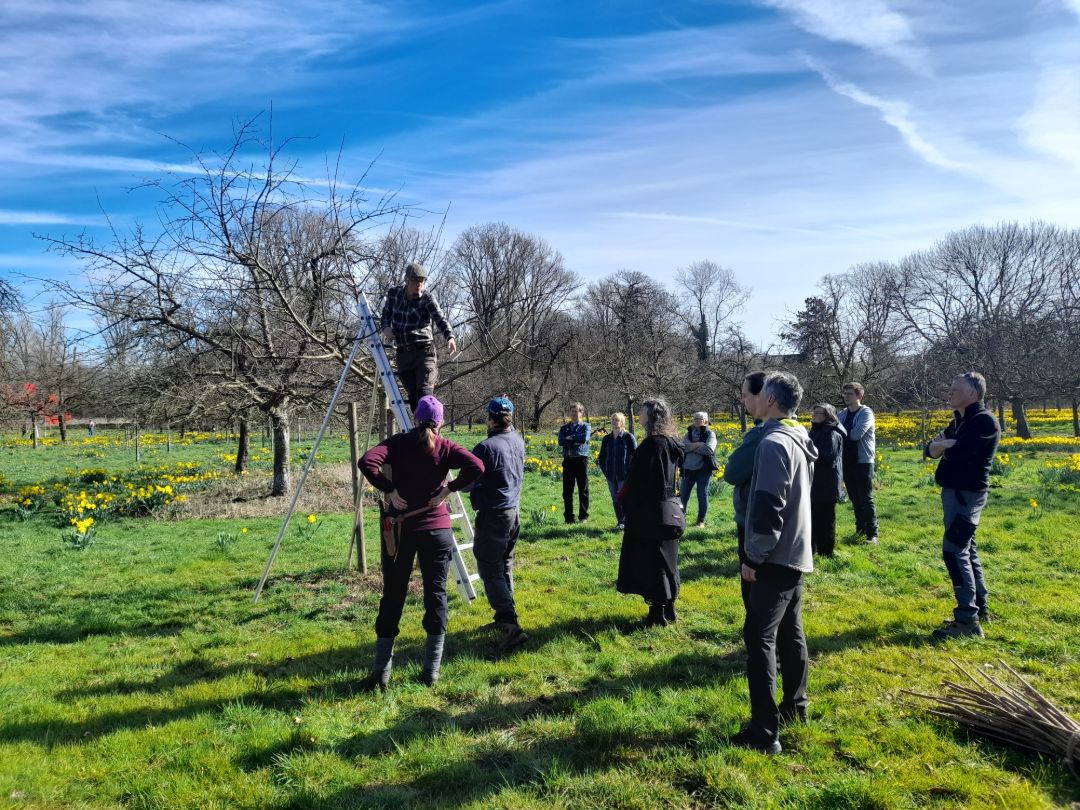 Ein Referent steht auf einer Leiter und zeigt den Teilnehmenden den richtigen Obstbaumschnitt an einem Apfelbaum