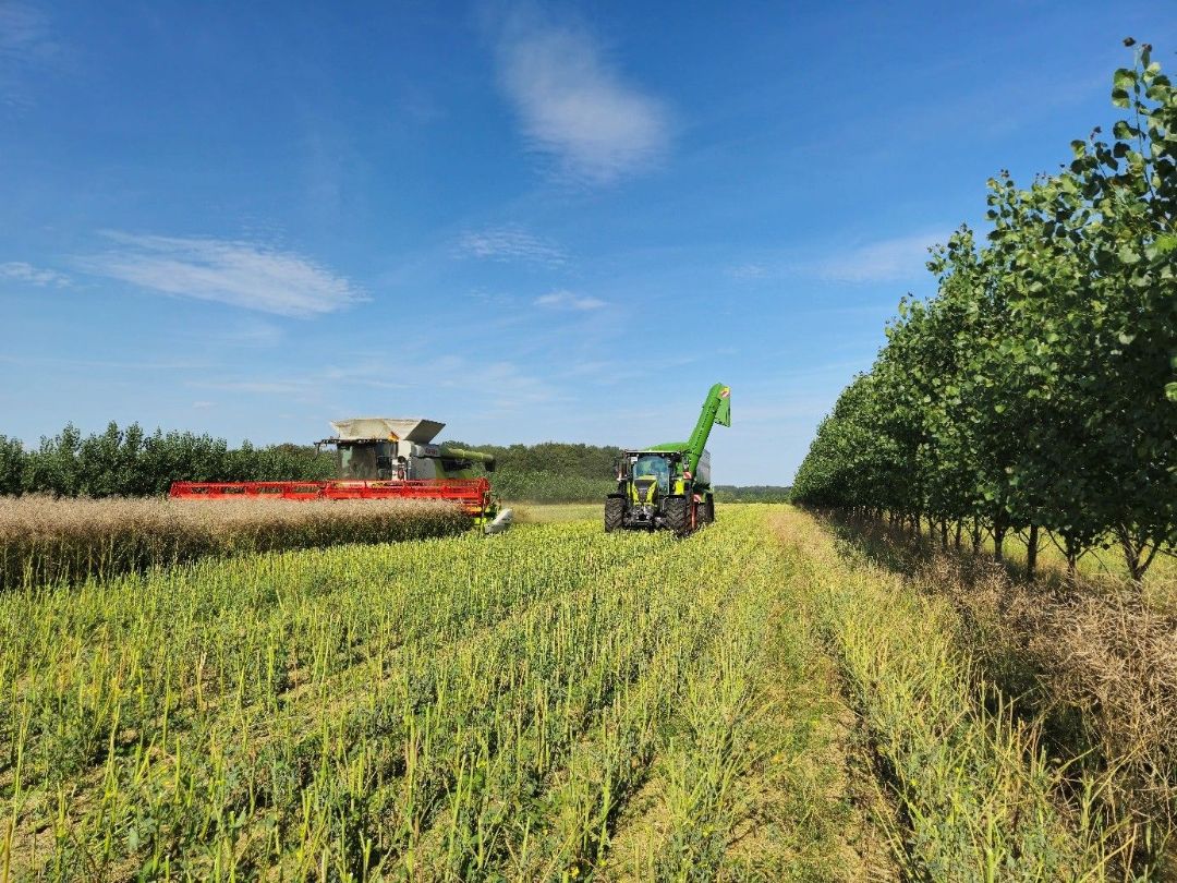 Ein Trecker und ein M&auml;hdrescher ernten den Feldstreifen in einem Agroforstsystem. Am linken und rechten Rand stehen jeweils eine Baumreihe.