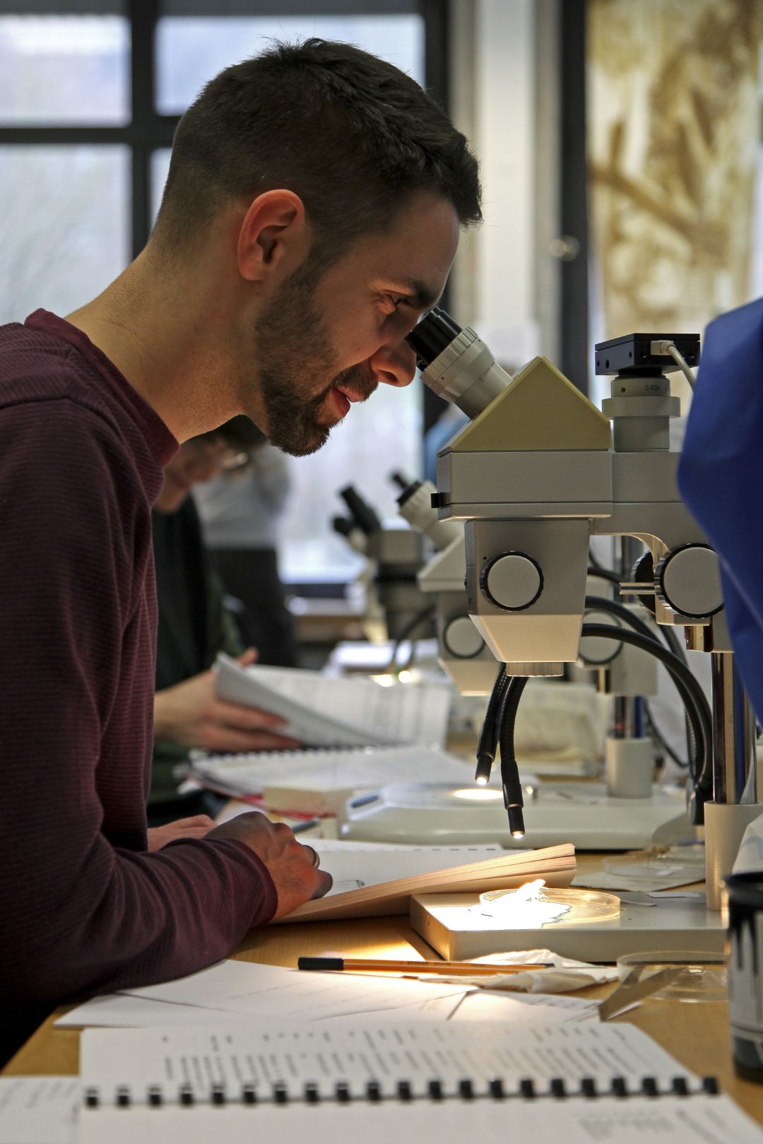 Exuvienbestimmung mittels Binokular.