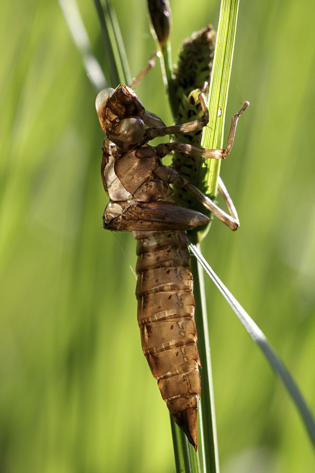 Exuvie der Blaugr&uuml;nen Mosaikjungfer, Aeshna cyanea