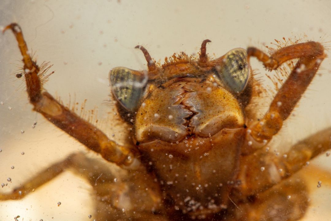 Larve der Zweigestreiften Quelljungfer, Cordulegaster boltonii