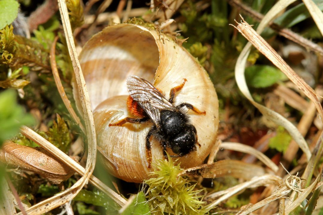 Die Zweifarbige Schneckenhaus-Mauerbiene, Osmia bicolor, beim Nestbau