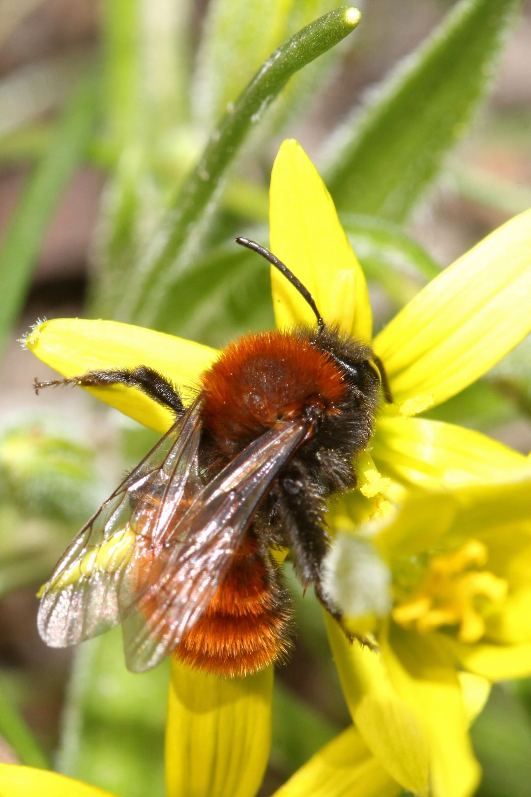 Die Fuchsrote Sandbiene, Andrena fulva, beim Nektartrinken und Pollensammeln