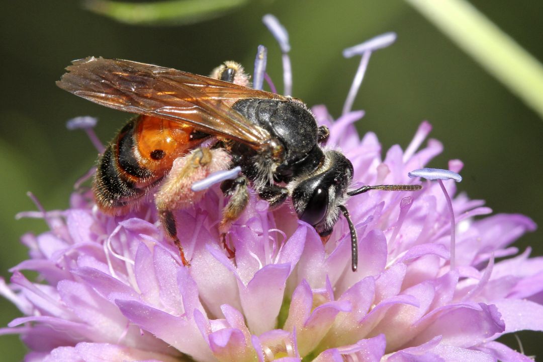 Die Knautien-Sandbiene, Andrena hattorfiana, sammelt Pollen ausschlie&szlig;lich an der Knautie