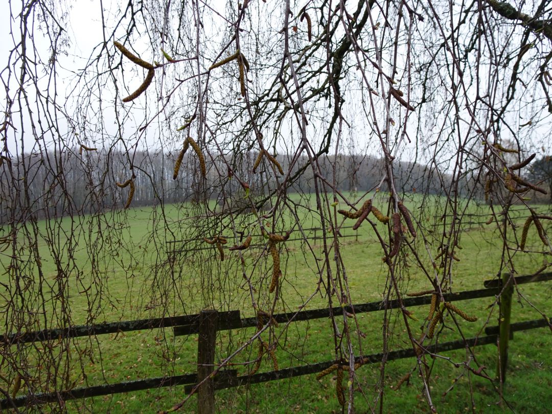 Im Vordergrund sind Birkenzweige mit Knospen zu sehen. Im Hintergrund ist eine gr&uuml;ne Wiese mit Holzz&auml;unen.