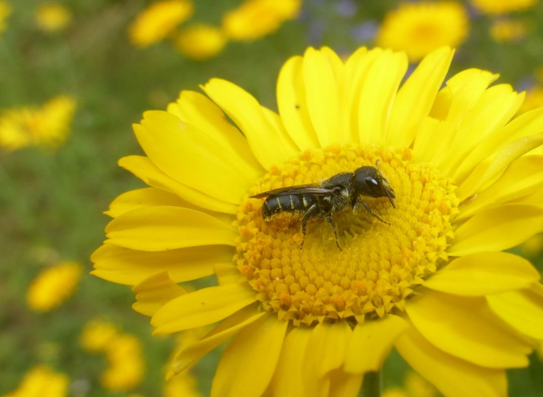 L&ouml;cherbiene sammelt Pollen auf einer gelben Bl&uuml;te. Die Biene ist deutlich auf der Bl&uuml;tenmitte zu sehen, umgeben von den gelben Bl&uuml;tenbl&auml;ttern.