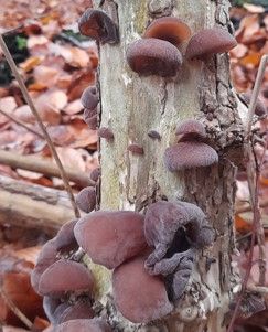 An einem Holunderstamm sind die Fruchtk&ouml;rper von Auricularia auricula-judae zu sehen.