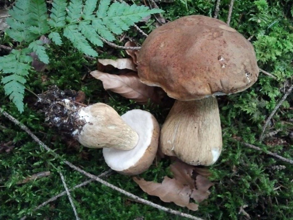 Zwei Gallenr&ouml;hrlinge mit hellbraunem, samtigem Hut sowie dickem, beigefarbenem Stiel mit braunem Netzmuster liegen auf Moos. Von einem der Pilze sind die f&uuml;r junge Pilze typischen wei&szlig;lichen R&ouml;hren der Unterseite des Huts zu sehen.