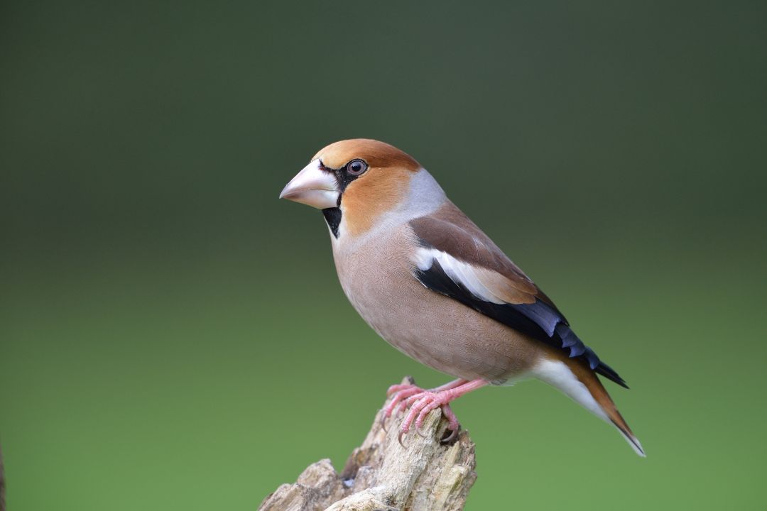 Auf einem Ast sitzt ein Kernbei&szlig;er. Ein typisch heimischer Singvogel.