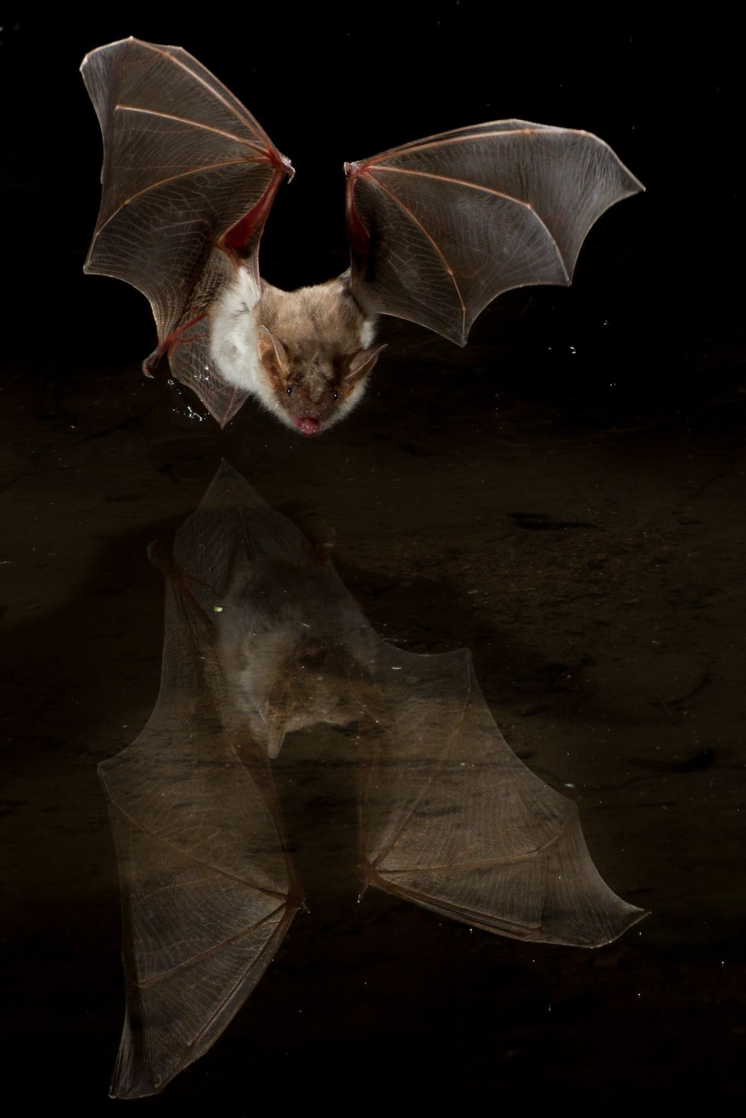 Eine Feldermaus auf der Jagd.