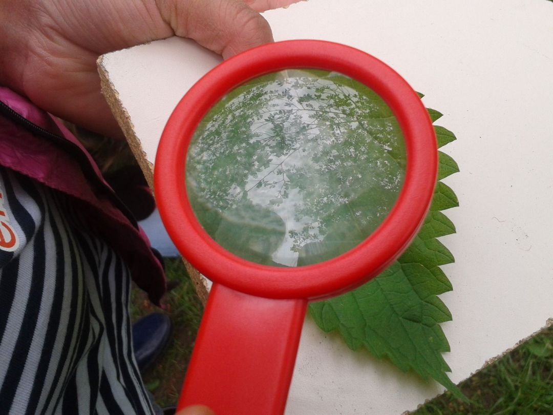 Mit einer Lupe schauen wir uns die Brennhaare einer Brennnessel genau an und &uuml;berlegen gemeinsam, warum eine Brennnessel brennt und warum wir diese doch essen k&ouml;nnen.