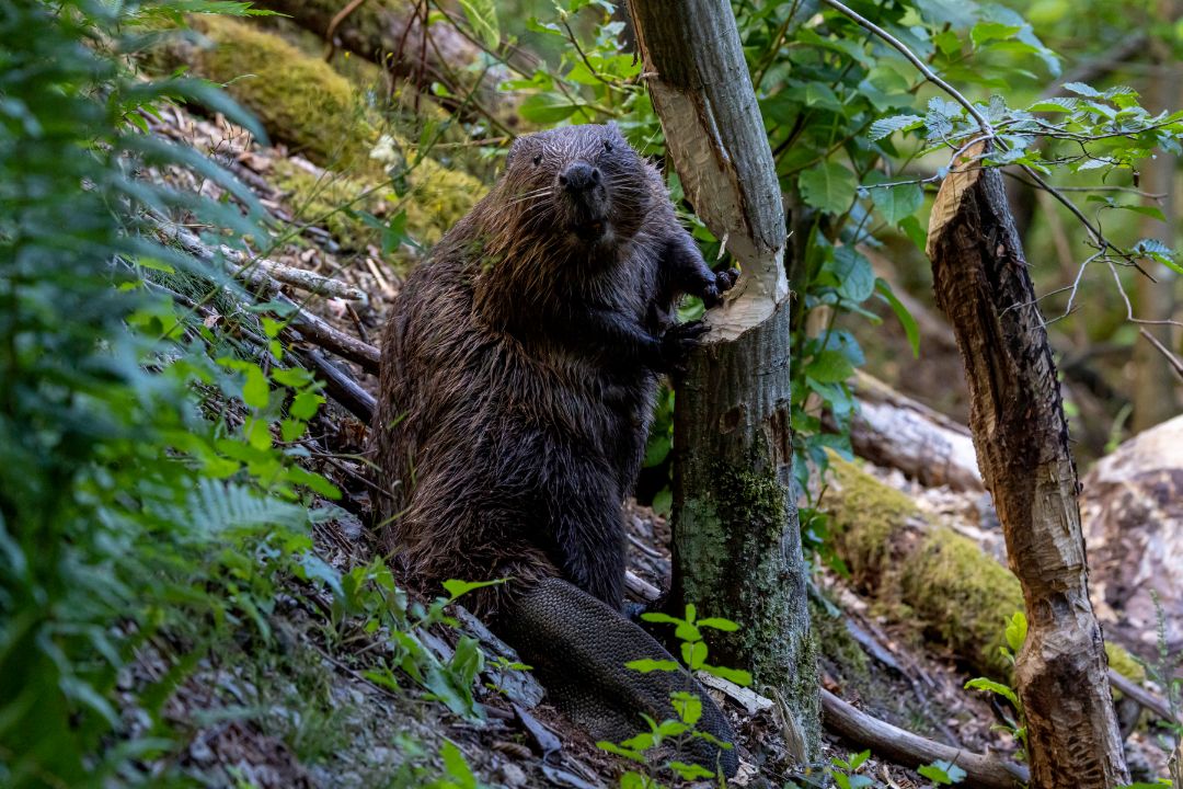Ein Biber steht neben einem Baum, den er fast gef&auml;llt hat.