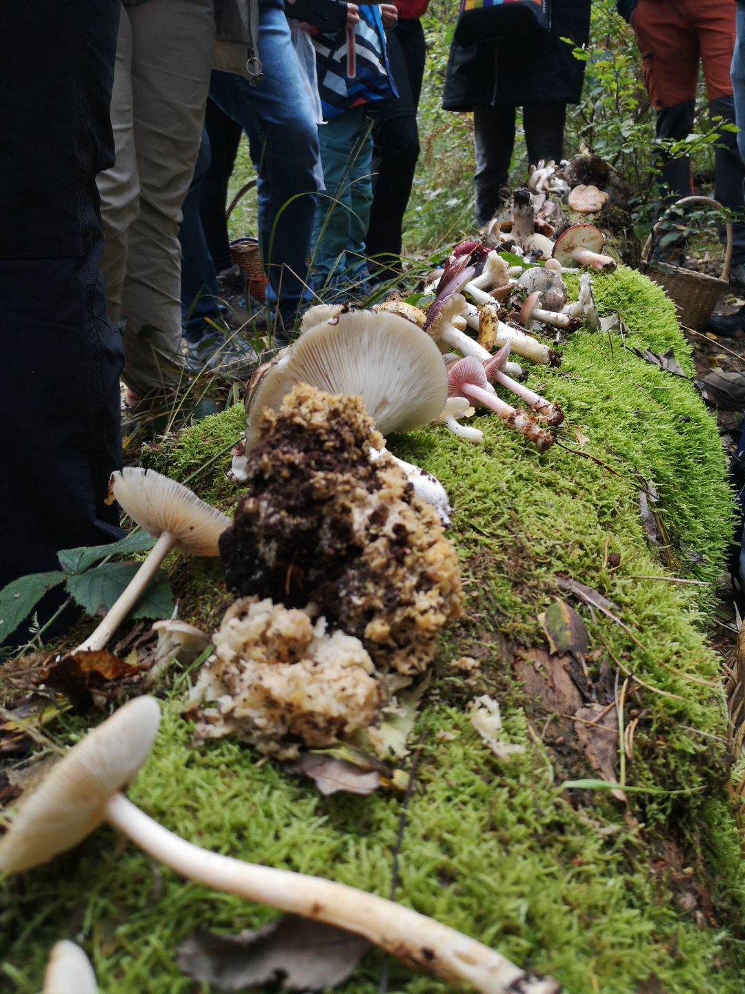 auf einem bemoosten Baumstamm liegen aufgereiht unterschiedliche Pilze. Drum herum sieht man die Beine einiger Wanderer