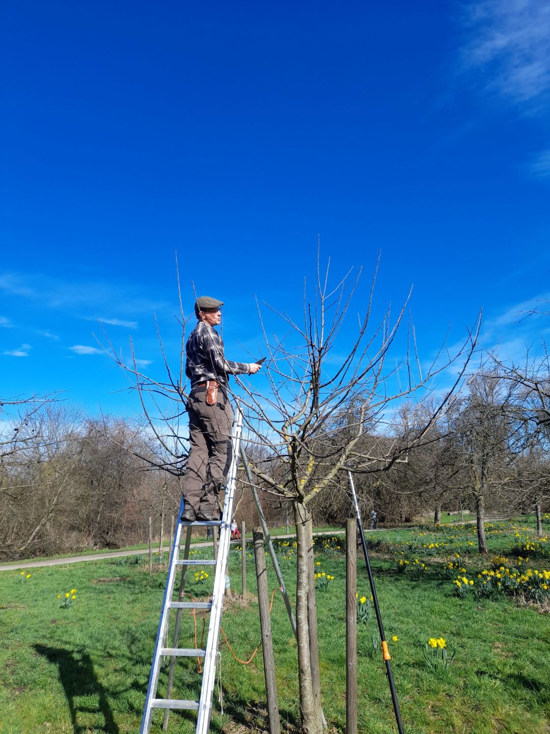 Ein Referent steht auf einer Leiter und zeigt im Kronenbereich eines Apfelbaums den Teilnehmenden den richtigen Schnitt.