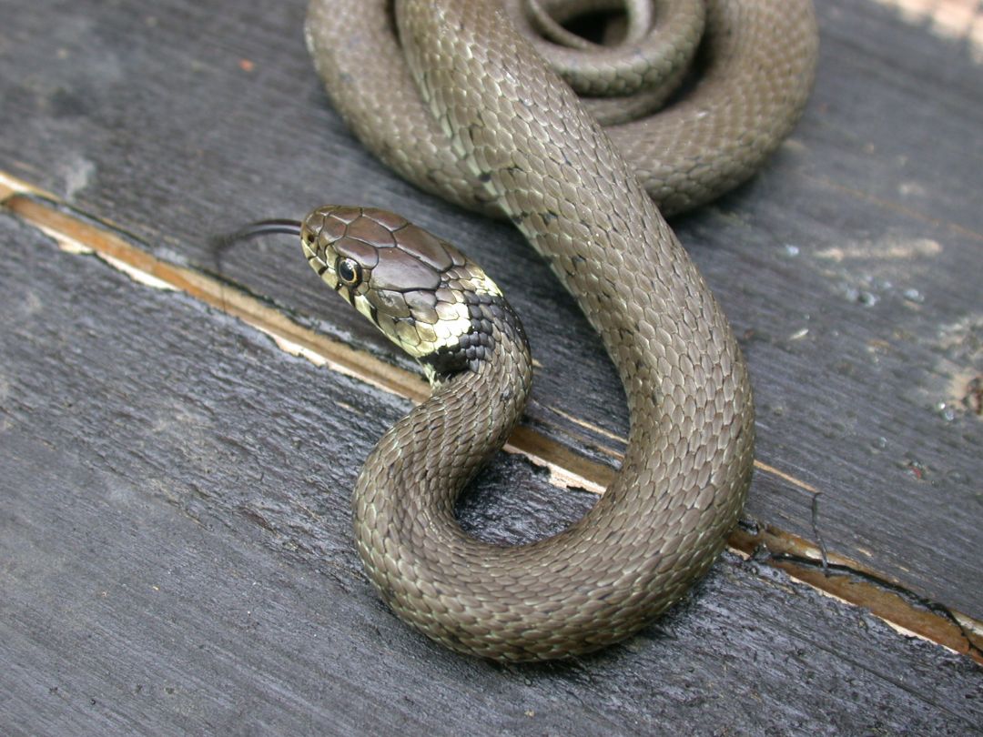 Unter einem sogenannten Reptilienbrett gefangene Ringelnatter im Kottenforst