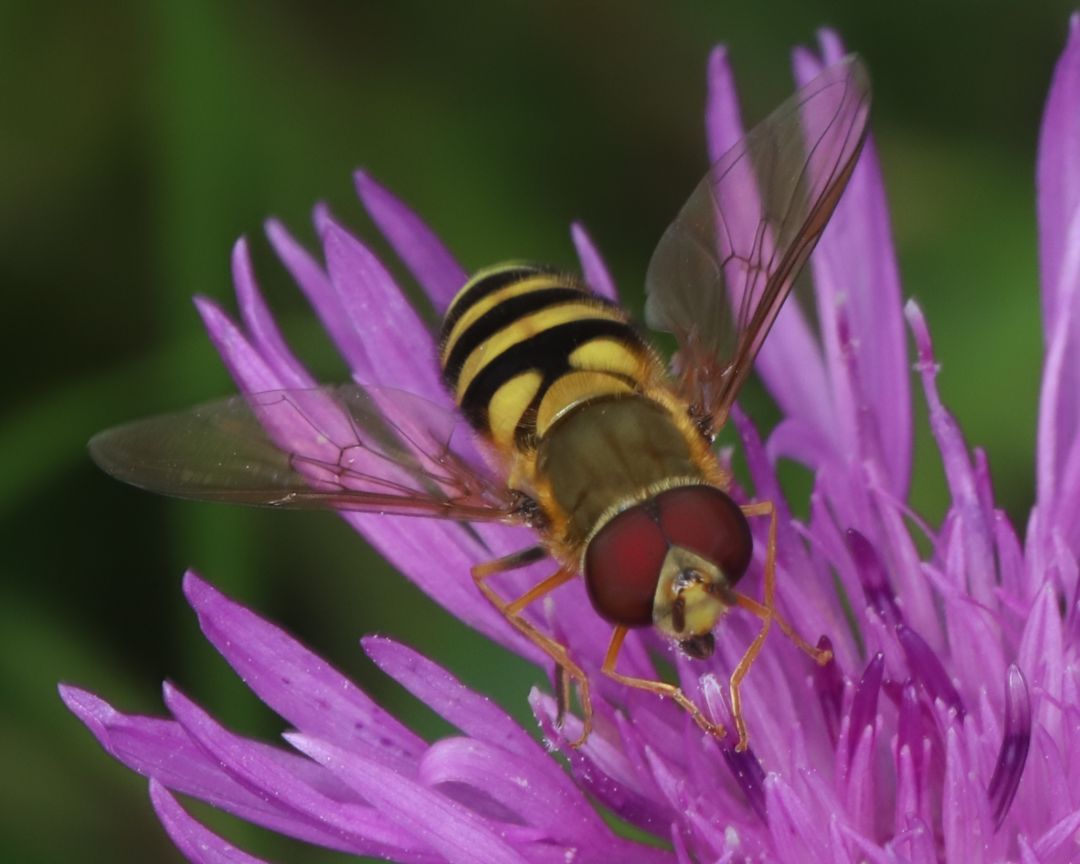 Schwebfliegen (Syrphidae) werden auch Schwirrfliegen genannt. Diese Namen beschreiben ein typisches Merkmal dieser Fliegenarten. Sie k&ouml;nnen im Flug an einem Ort verharren &ndash; sie k&ouml;nnen schweben. Die gelb-schwarz gestreifte Schwebfliege auf dem Bild sitzt auf einer lilafarbenen Bl&uuml;te.