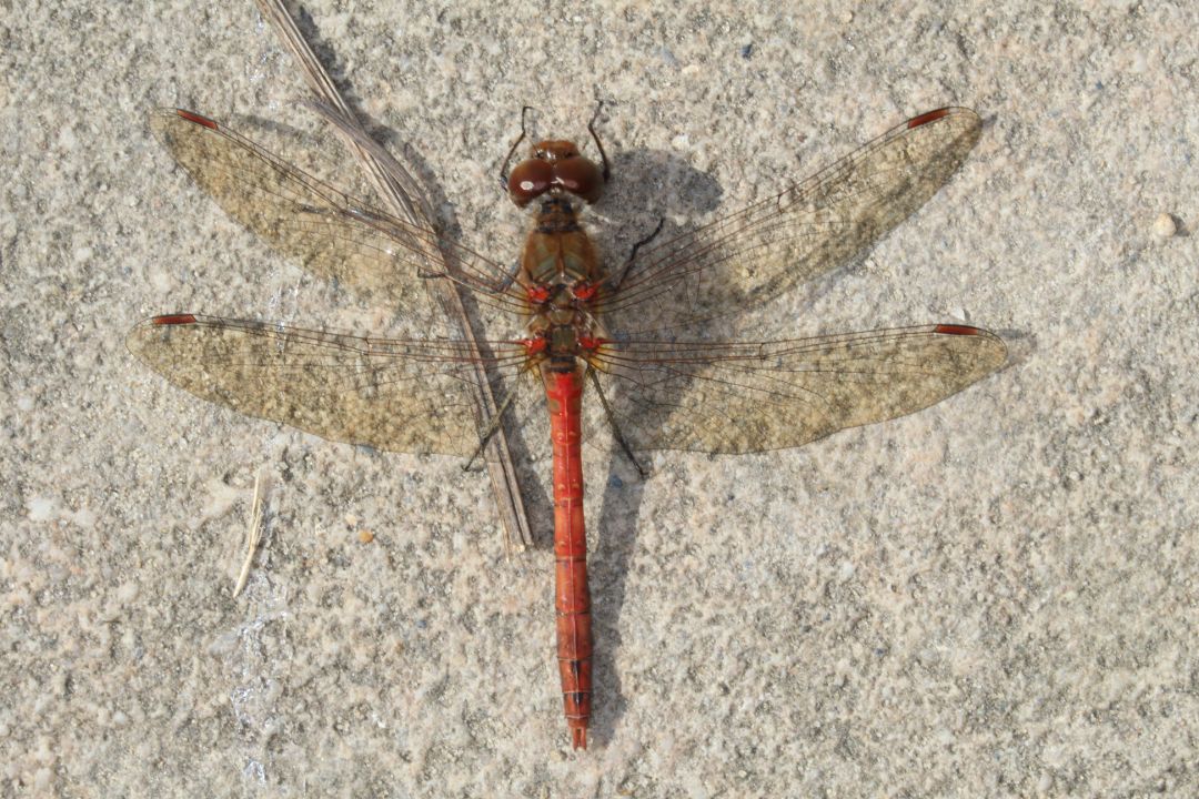 Auf dem Bild ist die Gro&szlig;e Heidelibelle (Sympetrum striolatum) auf einer Hauswand sitzend zu sehen. Sie geh&ouml;rt zu den Gro&szlig;libellen. Ihre Larven besiedeln sowohl flache, warme Weiher als auch Pioniergew&auml;sser. Sie fliegt zwischen Juli und Oktober.