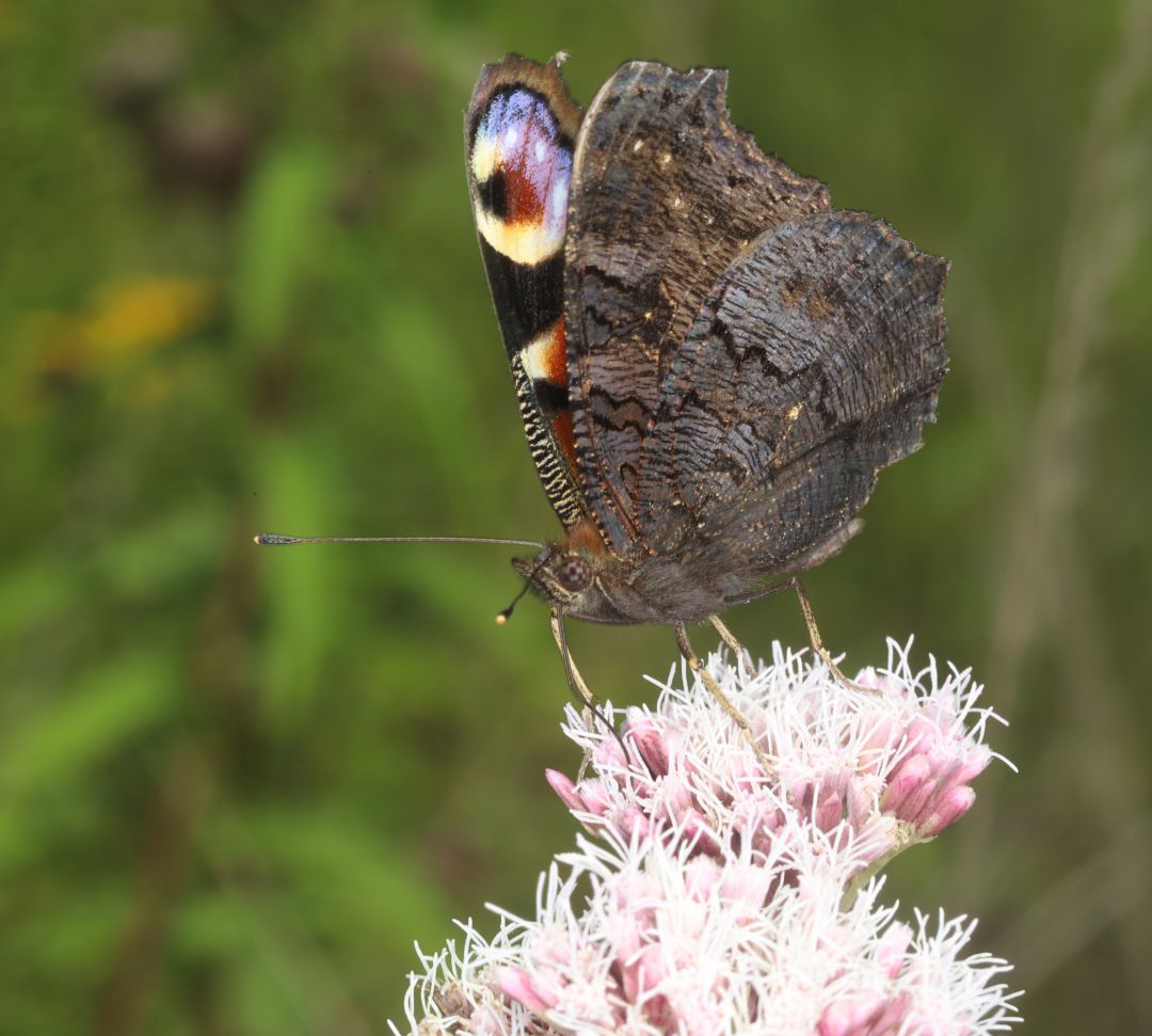 Das Tagpfauenauge geh&ouml;rt zur Familie der Edelfalter und ist auf diesem Bild auf einer Bl&uuml;te sitzend zu sehen. Seine Fl&uuml;gel sind geschlossen. Der Falter ist gut zu erkennen an den vier Augenflecken an Vorder- und Hinterfl&uuml;geln.
