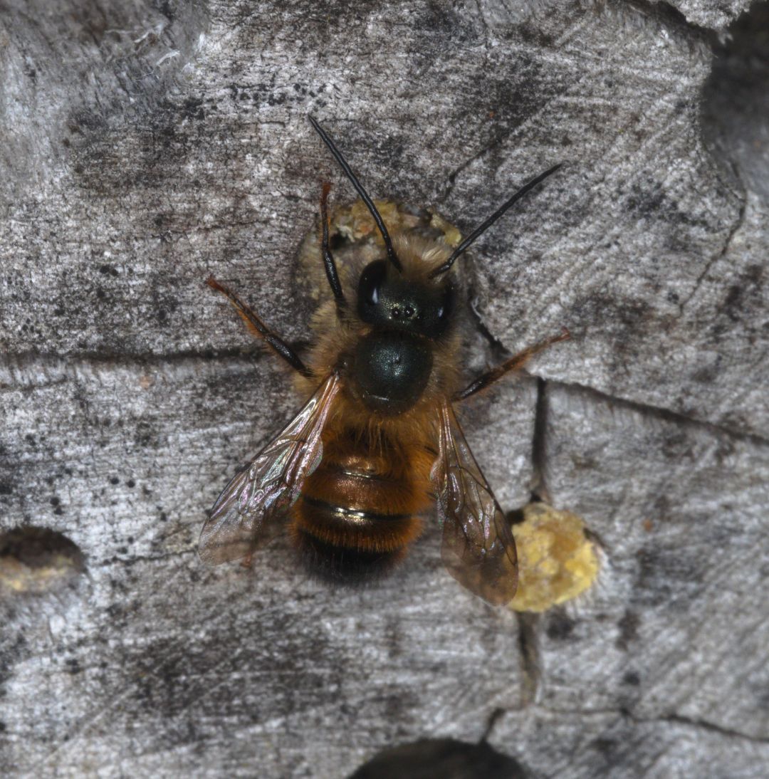 Eine Rostrote Mauerbiene (Osmia bicornis) an einer bereits verschlossenen Nistr&ouml;hre an einer Nisthilfe. Die Rostrote Mauerbiene ist eine unserer fr&uuml;hen Mauerbienen.