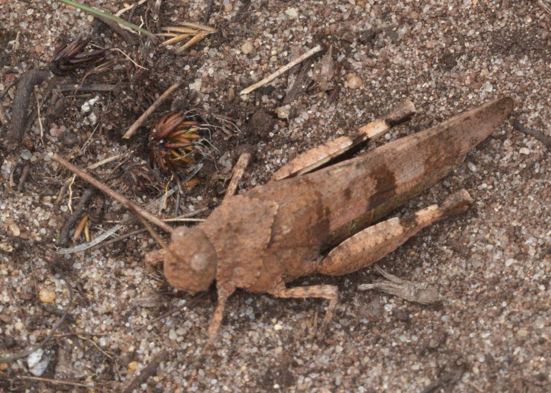 Die Blaufl&uuml;gelige &Ouml;dlandschrecke (Oedipoda caerulescens) geh&ouml;rt zu den Kurzf&uuml;hlerschrecken (Caelifera). Die &Ouml;dlandschrecke besiedelt trockene und vegetationsarme Lebensr&auml;ume. Auf dem Bild sitzt sie gut getarnt durch ihre braune F&auml;rbung auf einem ebenso br&auml;unlichen Untergrund aus Steinen, Sand und Pflanzenresten
