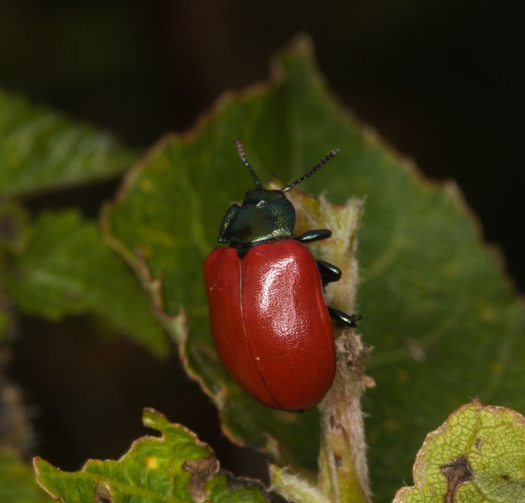 Gro&szlig;er Pappelblattk&auml;fer ist ein Vertreter der gro&szlig;en Unterfamilie der Blattk&auml;fer (Chrysomelidae). Typisch f&uuml;r die Art sind der bronzegr&uuml;n oder schwarz gef&auml;rbte Halsschild sowie die orange bis roten Fl&uuml;geldecken.
Das Exemplar auf diesem Bild hat orangene Fl&uuml;geldecken und sitzt auf dem gr&uuml;nen St&auml;ngel einer Pflanze. Im Hintergrund ist ein gr&uuml;nes Blatt erkennbar.