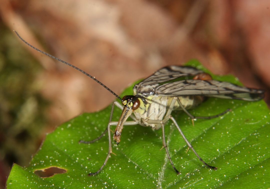 Die Skorpionsfliege sieht aus wie ein gefl&uuml;gelter Skorpion. Aber sie ist harmlos und besitzt keinen Giftstachel. Sie ist auch keine Fliege (Diptera), sondern bildet ihre eigene Ordnung der Schnabelfliegen (Mecoptera). Anders als die echten Fliegen besitzt die Schnabelfliege zwei Fl&uuml;gelpaare.